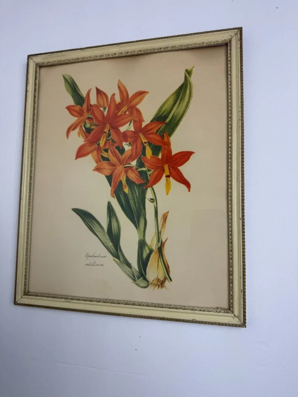 Vintage Miss S.A.Drake Epidendrum Vitellinum Flower Framed Botanical Watercolour
